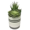 Mixed Succulents In Black & White Ceramic Pot