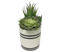 Mixed Succulents In Black & White Ceramic Pot