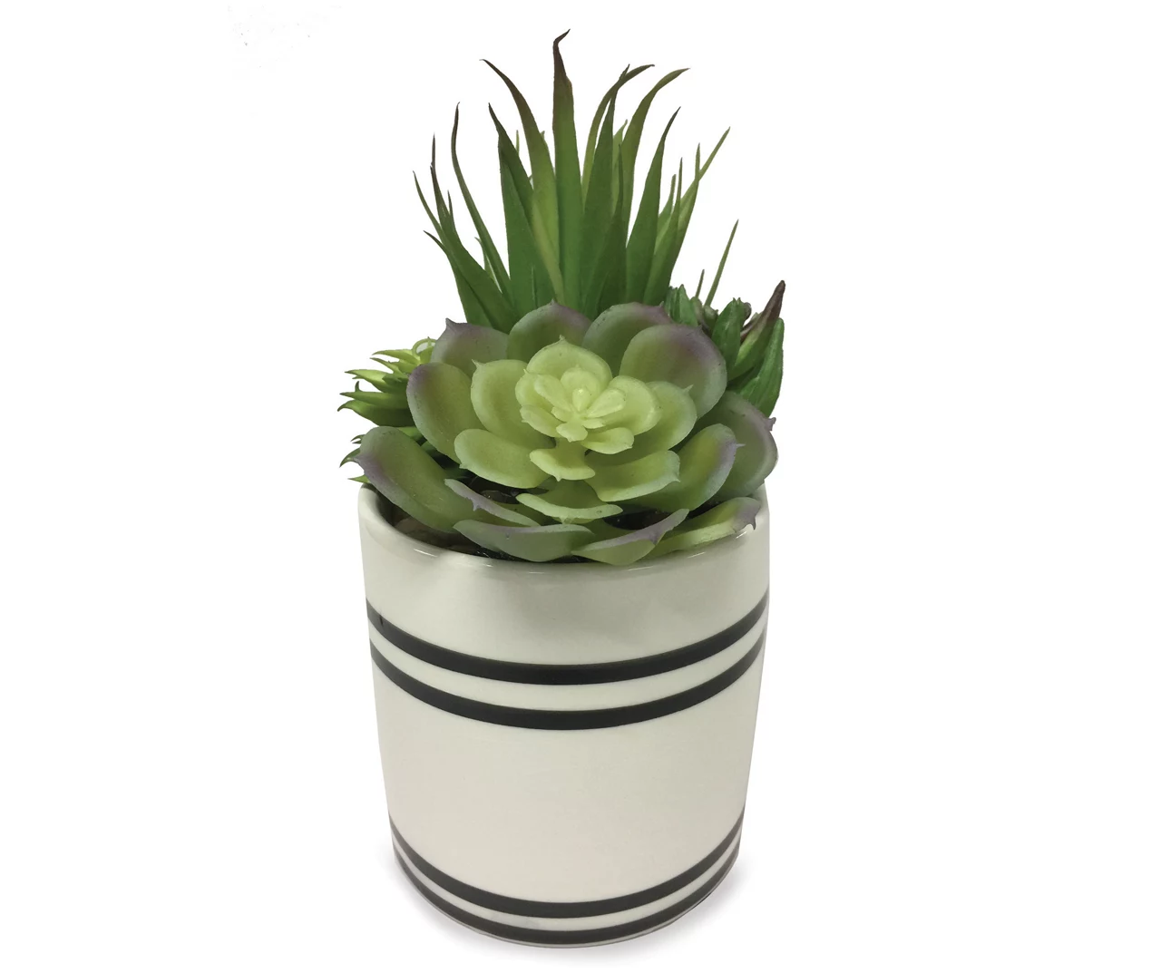 Mixed Succulents In Black & White Ceramic Pot